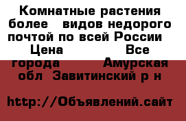 Комнатные растения более200видов недорого почтой по всей России › Цена ­ 100-500 - Все города  »    . Амурская обл.,Завитинский р-н